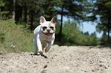 BOULEDOGUE FRANCAIS 060